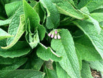 Comfrey Salve 120 ml